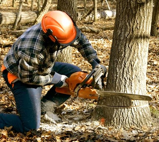 Tree Removal in High Falls, NY
